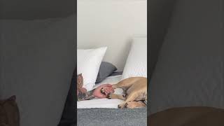 Guy Falls Asleep Holding Dog's Paw