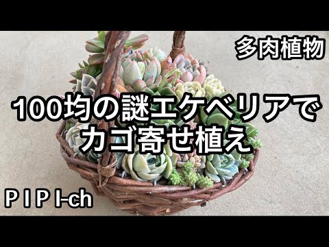 100均の謎ベリアでカゴ寄せ植え出来ました😊[多肉植物] - YouTube