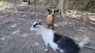 How to milk a goat when it just won't come out