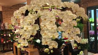 ギフト 胡蝶蘭 東京都 荒川区 造花 お祝い 還暦祝い 開店祝い