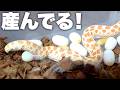 蛇を交尾させたら大量の卵を生産みました
