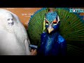 Heidi Klum on Her DAZZLING Peacock Halloween Transformation (Exclusive)