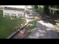 Tortuguitas del Parque de la Amistad Chino Panameña