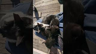 불면증있으신분 무릎빌려드림! 오늘은 만실입니다. #kittens #고양이 #