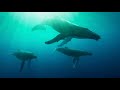 Close Call! Whale Shark's Chase is Pure Joy! #bigfish #underwaterworld #mustwatch1