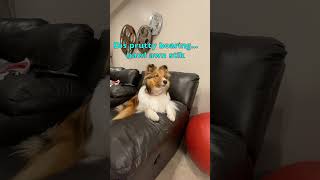 50 Tricks in 50 Days  Day 69 'Look'  Like & Sub on Cricket 'the sheltie' Chronicles