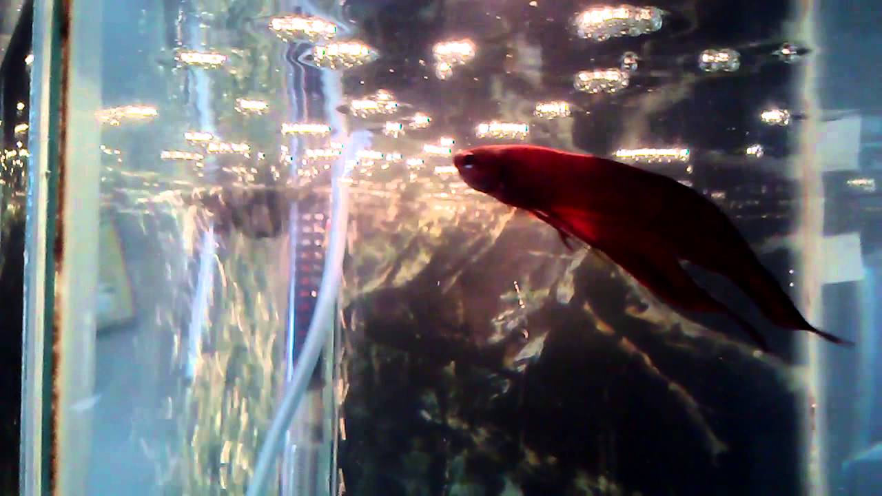 Betta fish feeding.. Frozen shrimp YouTube