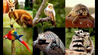 15 Cutest Pets You Can Legally Own || Exotic Animals You Can Own as Pets