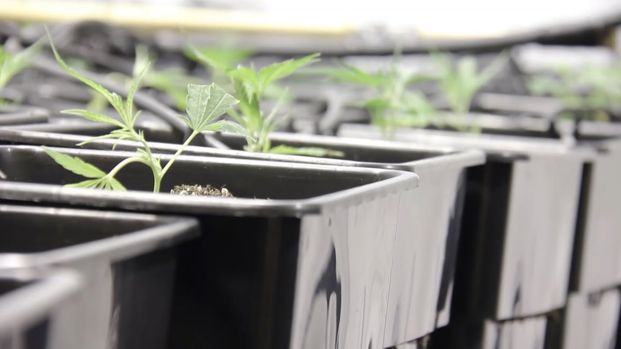 Marihuana Al Natural 30 Cultivo Indoor optimizado