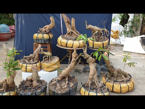 Phôi mai vàng miền Tây dáng đẹp chào bán ngày 27/02 | Trương Trị Bonsai