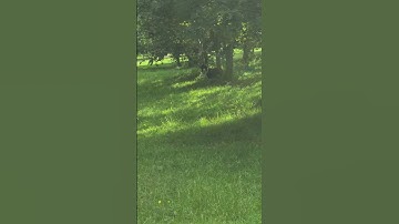 ignore the lighting the sun was very bright - Capcut - #randomvideosandhorses