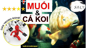Bỏ muối vào hồ cá| Cách cho muối vào hồ cá koi| Dân Trong Nghề