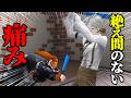 【大絶叫】逃げ場なし！足つぼマットだらけの部屋で気配切りをする男たち！！