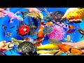 Cute Water Animals, Carp, Goldfish, Turtle, Crab, Guppies, Swordfish, Yellow Pleco Fish (Shark)