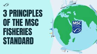Sustainable seafood for the future: The three principles of the MSC Fisheries Standard