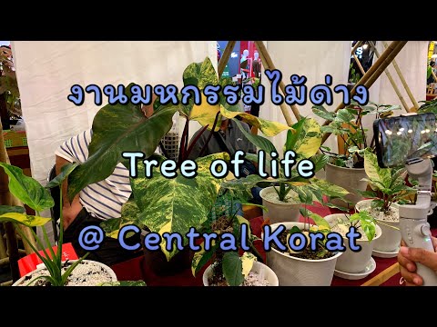 เปิดงานมหกรรมไม้ด่าง Tree of life@ Central Korat 23 พ.ย.64 