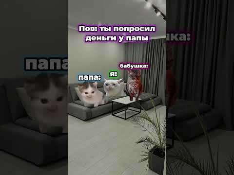 котымемы мем коты бабушка