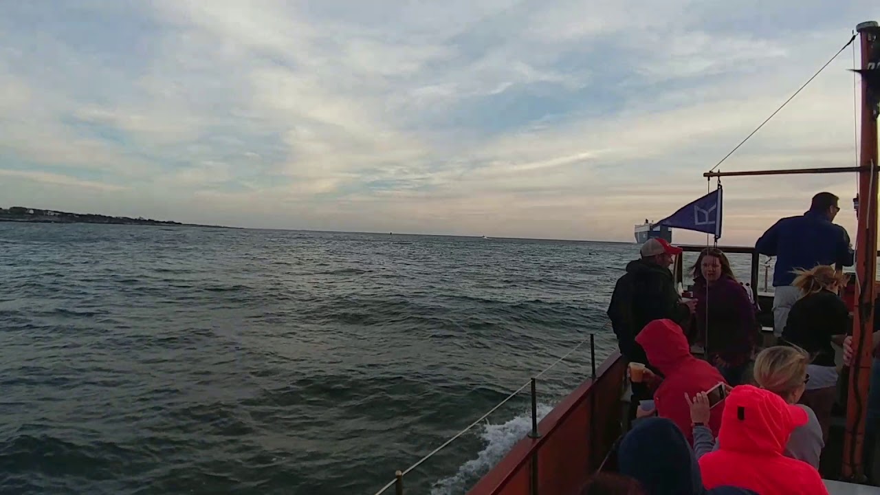 Dolphins in Newport YouTube