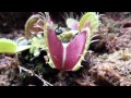 Dionaea muscipula b52