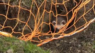 Cara Unik Berburu Kelinci Menggunakan Jaring screenshot 3