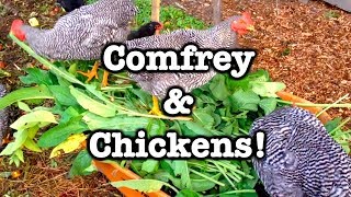 Feeding Comfrey to Chickens: They Love it!