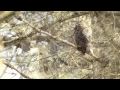 Great Horned Owls.avi