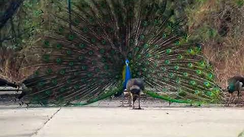 Peacock dance @Dr.Bamu University Aurangabad.❤️University campus❤️ Nature look#❤️University world❤️