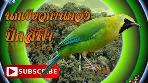 เสียงนกเขียวก้านตองปีกสีฟ้า EP49