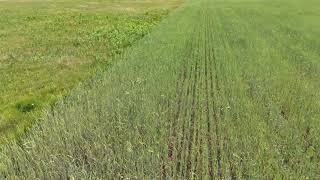 IN FRONT OF DJI MINI 4 PRO DRONE : Green wheat field