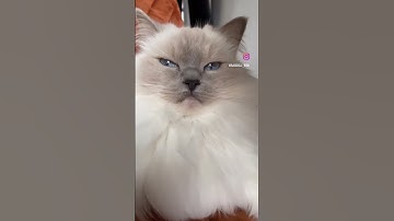 #cat #cats #ragdoll #catfight #kat #katten #ragdollcat #ragdolls #catvideos #catvideo #katzen #gato