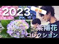〈過去最高の出来!〉2023アジサイコレクションをお披露目します!