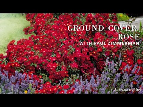 Video: Informații despre trandafiri pentru acoperirea solului - Aflați despre cultivarea trandafirilor pentru acoperirea solului