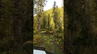 Газ 3308 Бельсу ручей Туманный #андрейкараульщиков #shortsvideo #shortsyoutube #газ3308