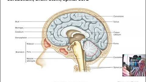Exercise Phys Ch 7 Part 3 Central Nervous System and Motor Control