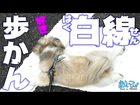 リラックスしている犬 hqdefault.jpg