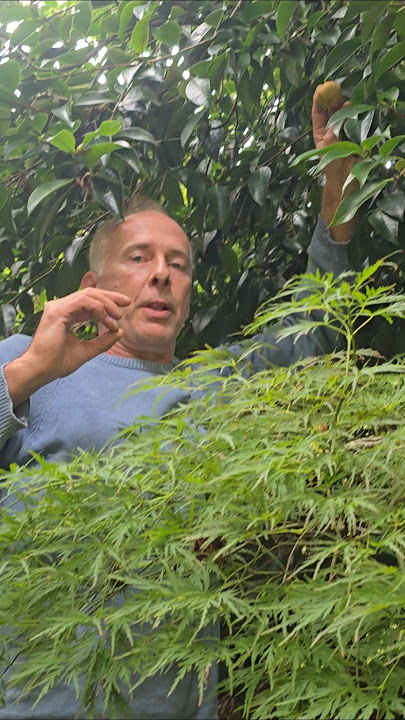 Camelia Fruit #gardening #permaculture #explore #floweringshrubs #wow #herbs #winterflowers #ideas