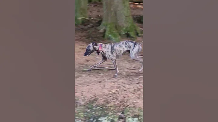 Excited whippet wanted a hug 😍 #shorts #whippet