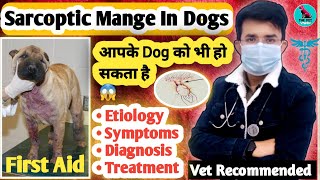 आपके Dog को भी हो सकता है ? || Sarcoptic Mange In Dogs || First Aid & TREATMENT | इलाज क्या करे इसका