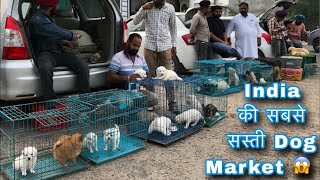 Cheapest Pet Market in India ! Dog Price list 2024