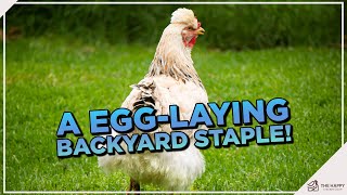 Ameraucana Chickens: Your Ultimate Guide to the Breed that Lays Blue Eggs!