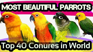 Most Beautiful Parrots in World. Top 40 Conure Parrots in World. Most Popular Famous Parrot of World