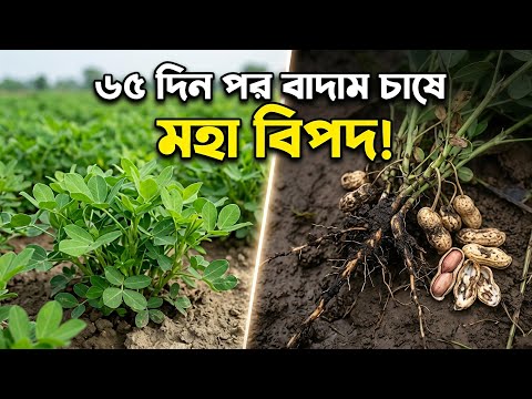 বাদামের গোড়া পচা ও বাদাম কালো হওয়া রোগ দমন | Groundnut Disease Treatment 65 Days [সেরা ওষুধ]