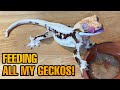 FEEDING MY PET GECKOS! (Tokays, Cresties, leaf tails and more!)