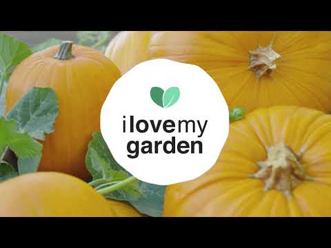 Hoe zelf pompoenen kweken? | Groenten en fruit uit eigen tuin | ILOVEmyGARDEN.be