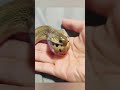 #snake #shortvideo 😱😱😱😨😱