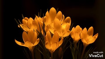 تلاوة ماتعة للشيخ المقرئ عبدالسلام نبولسي من سورة الإسراء بقراءة الكسائي والكهف بقراءة يعقوب الحضرمي