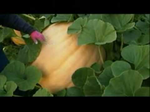 Great Gardens: Giant pumpkins