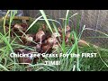 Baby Chicks SEE GRASS FOR THE FIRST TIME!! A SURPRISE IN THE TRACTOR! Tink gets SPECIAL TREATMENT!