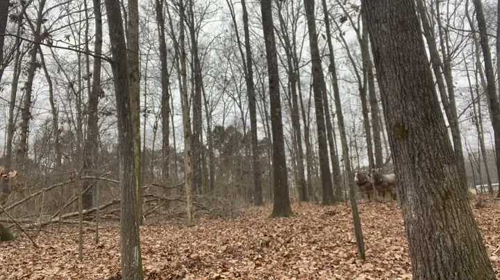 Getting started on a new horse logging job