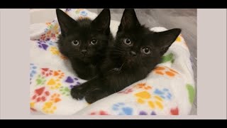 Meet Grimm and Reaper! by Georgie Stahlberger 1,844 views 1 year ago 13 minutes, 3 seconds